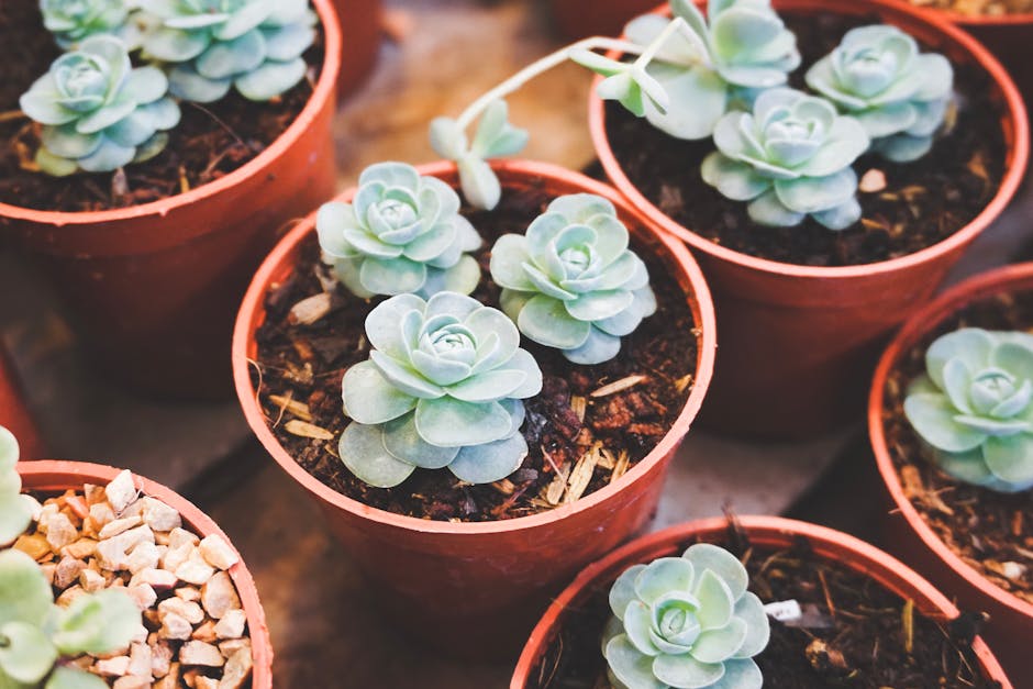 Preparing Soil for Outdoor Succulent Gardens