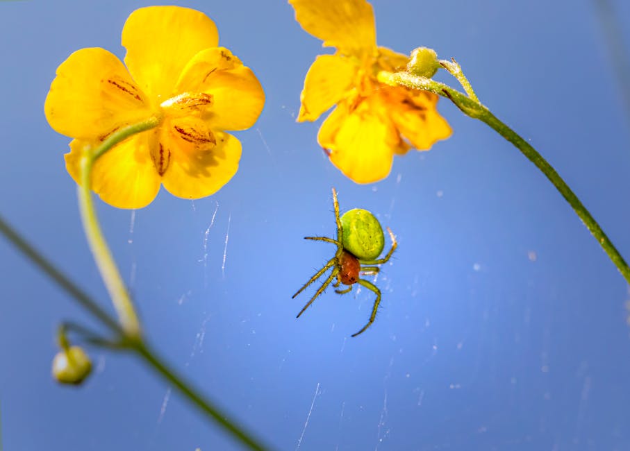 Reasons for Yellowing of Spider Plants