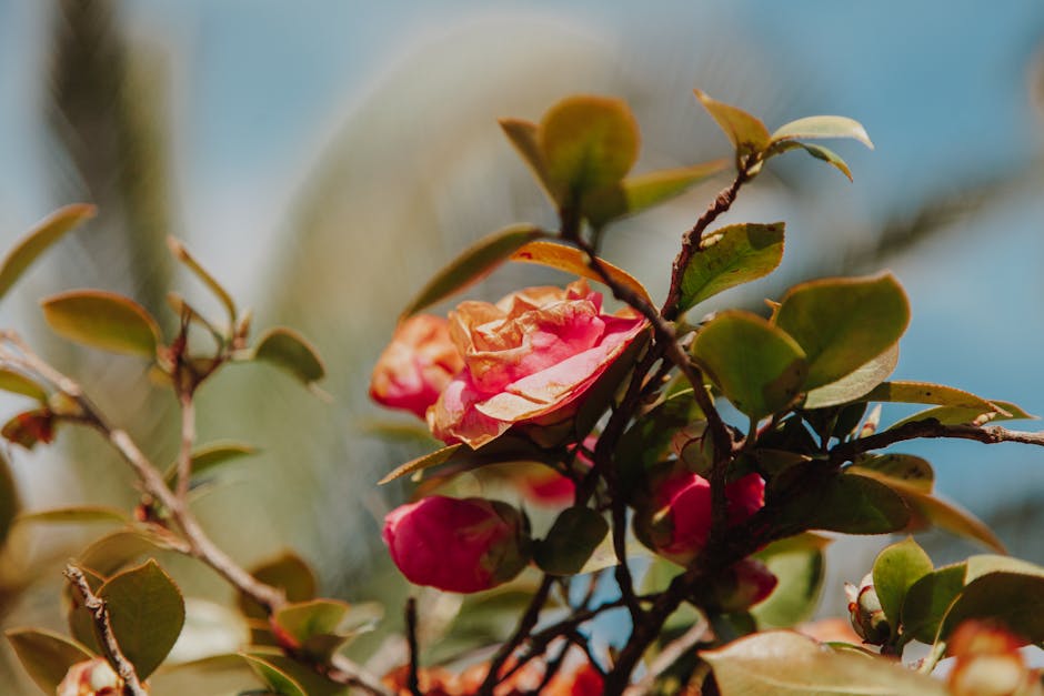 Strategies for Dealing with Camellia Petal Blight