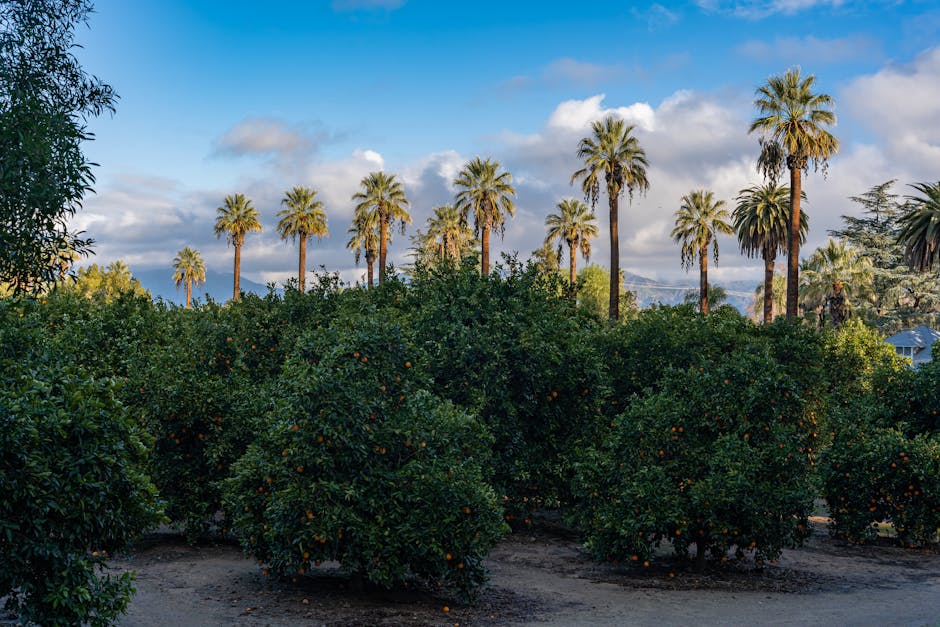 Tips for Gardening in Southern California Winters