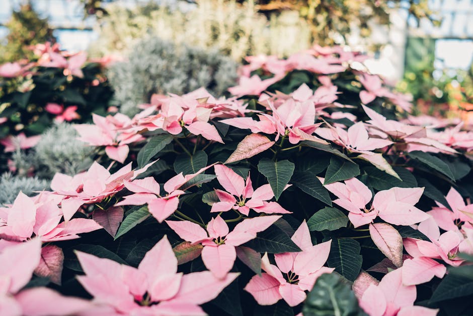 Tips for Promoting Poinsettia Plants to Re-Flower