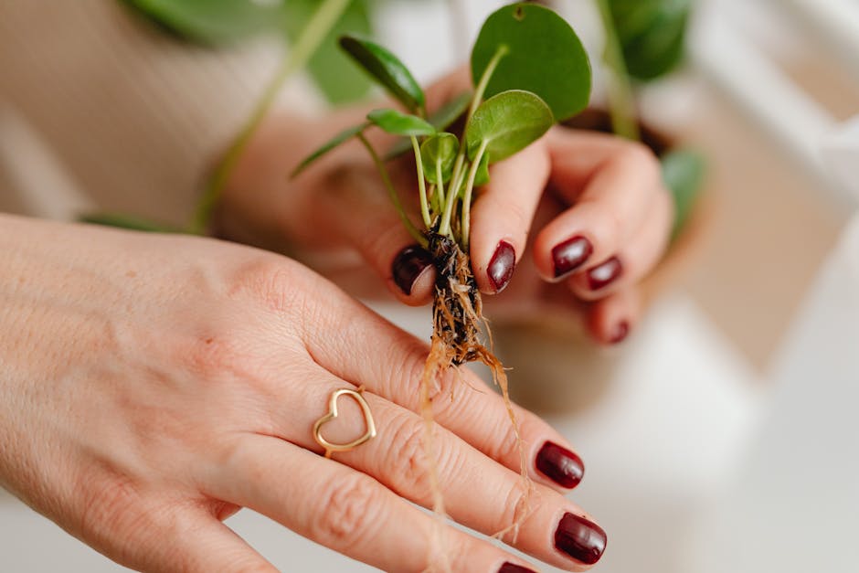 11 Tips for Winter Care of Houseplants