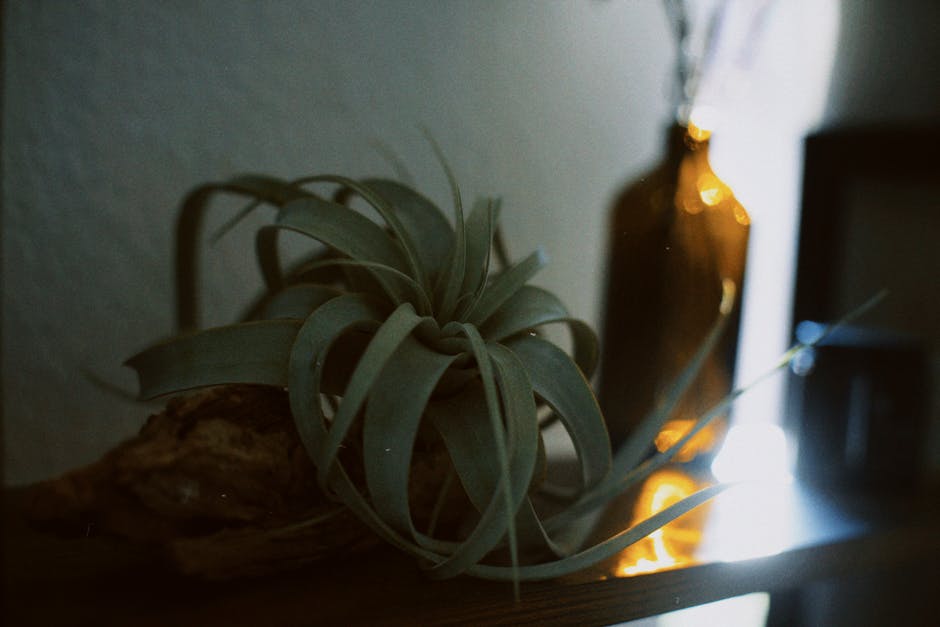 A Guide to Cultivating Tillandsia Xerographica Air Plants