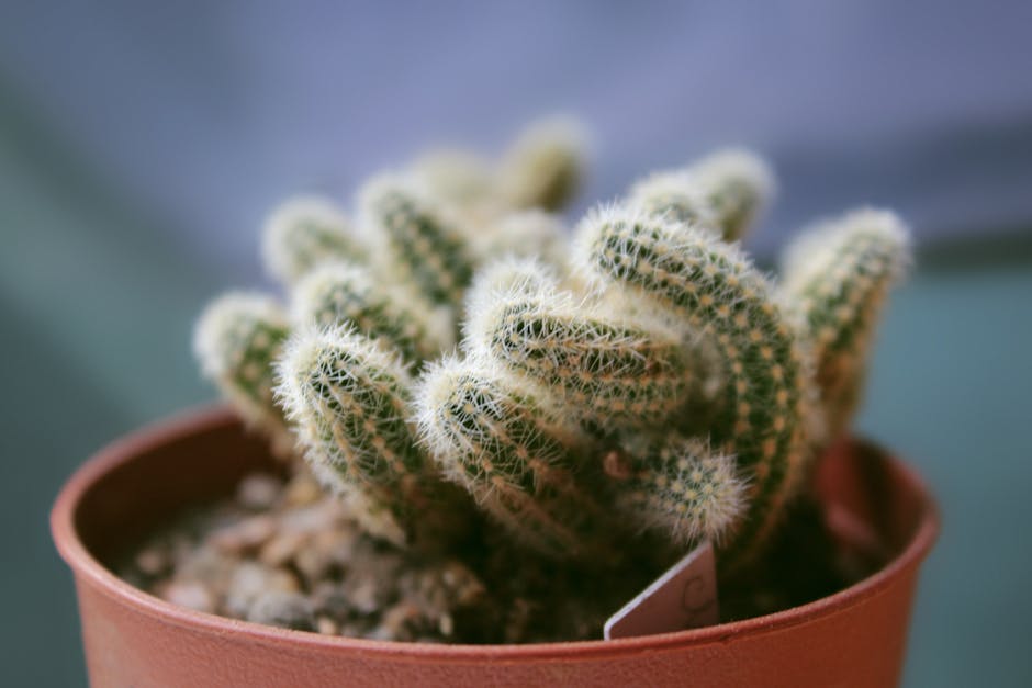 A Guide to Growing and Caring for Lifesaver Cactus (Huernia)