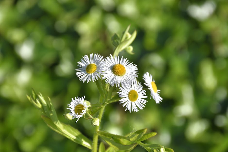 A Guide to Growing and Processing Chamomile for Tea