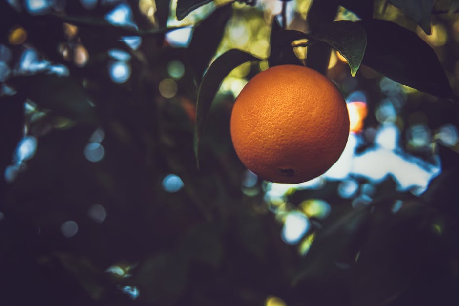 Avoiding Common Mistakes When Growing Citrus