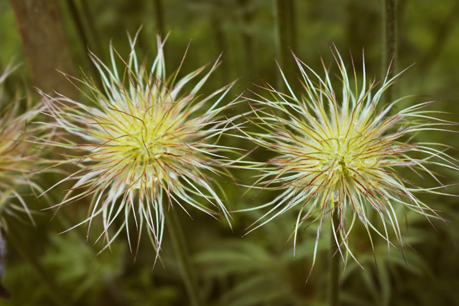 Buying Seeds for the 2025 Growing Season