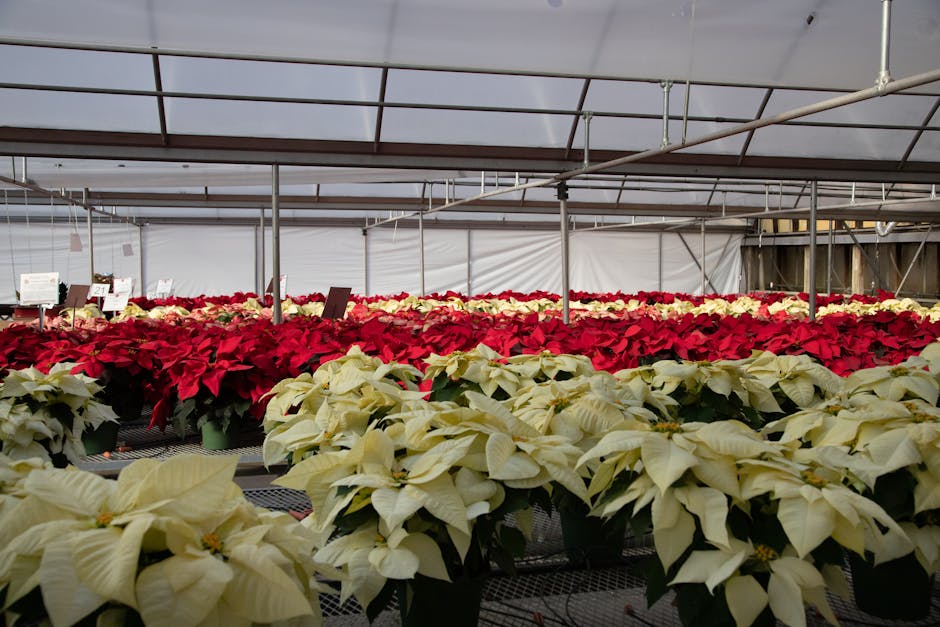 Caring for Poinsettias Post-Holiday