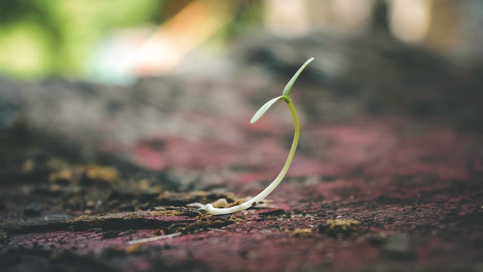 Choosing the Ideal Growing Medium for Seed Germination