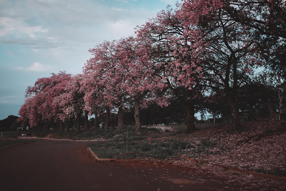 Exploring Nancy Heckler's Garden: The Cherry Blossoms on the Road