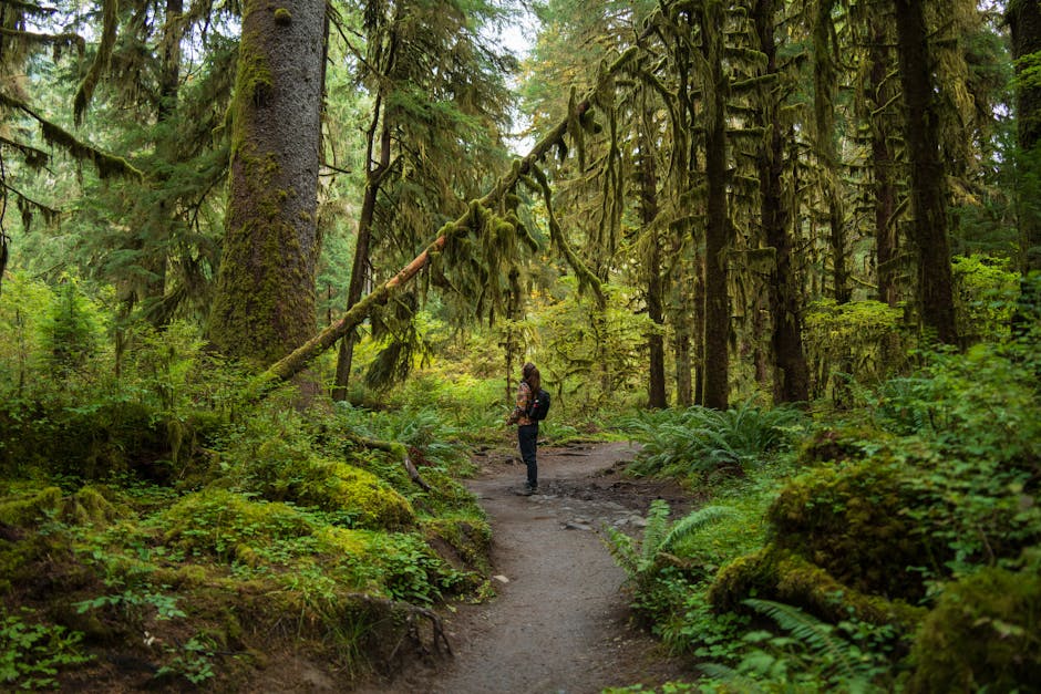 Exploring Olympic National Park and Forks: Waterfalls, Sunsets, and Vampires