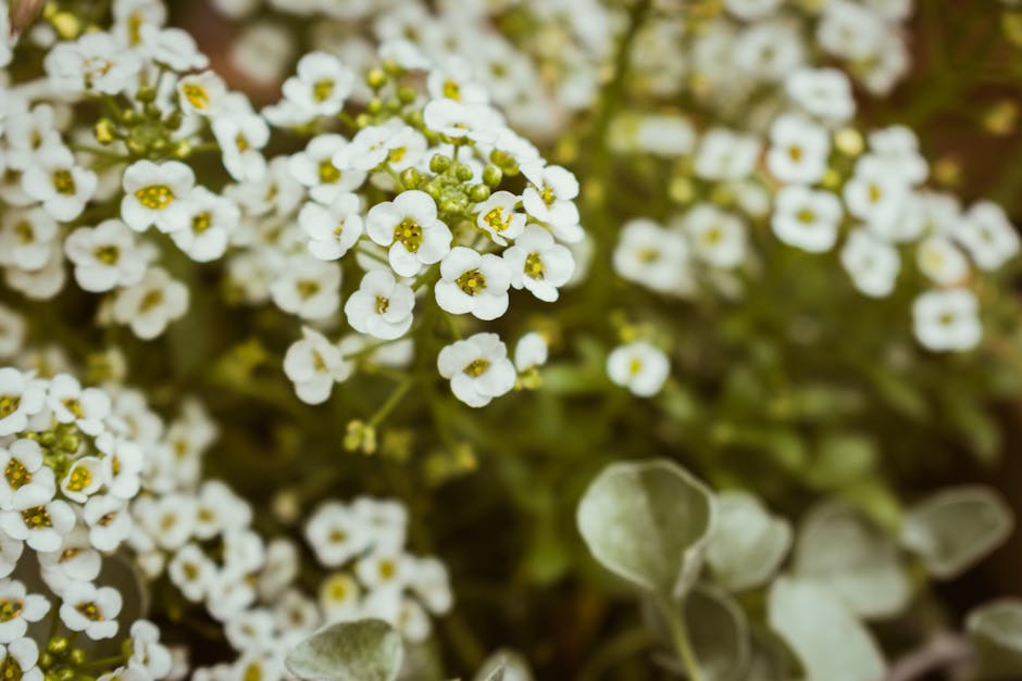 Exploring the Autumn Beauty of Denver Botanic Gardens: Perennials, Conifers, and Rock Alpine Garden