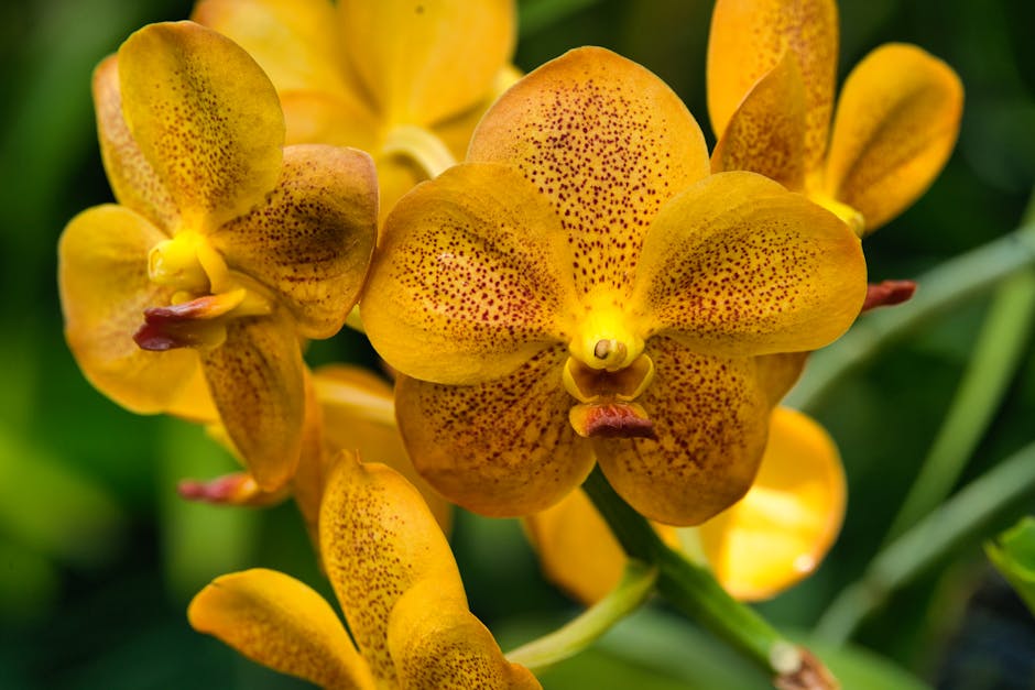 Exploring the Enchanting Perennial Walk and Romantic Gardens at Denver Botanic Gardens