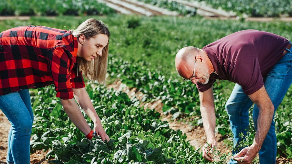 Growing Basella Spinach: A Guide to Planting Malabar Spinach