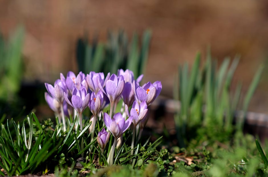 Knowing the Right Time to Plant Crocus Bulbs