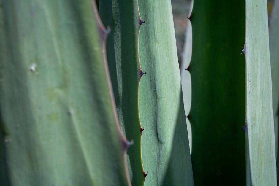 Tips for Gardening in the Arizona Summer