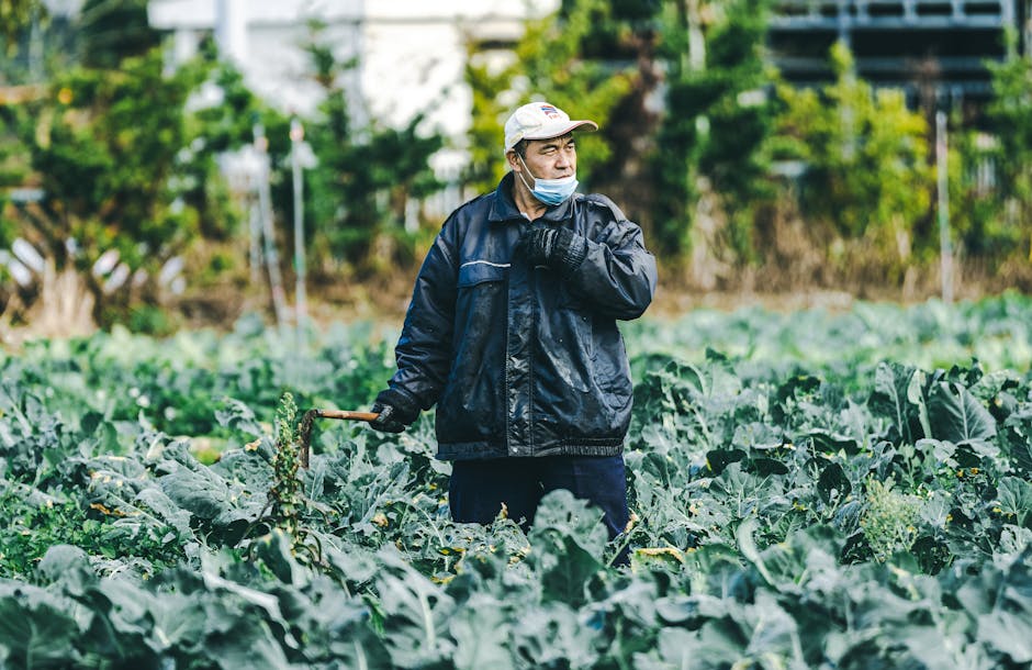 Tips for Planting, Caring for, and Harvesting Kale