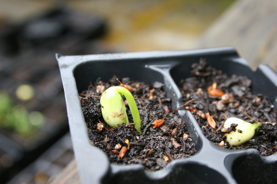 Tips for Selecting the Ideal Pots and Trays for Seed Germination