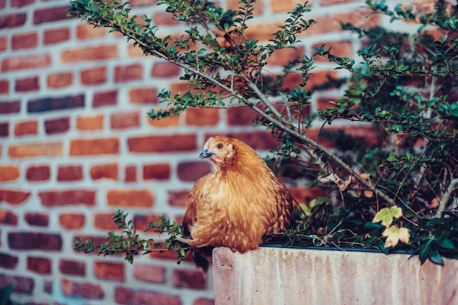 Transforming a Small SF Backyard into an Urban Oasis: A Visit with Landscape Architect Scott Lewis