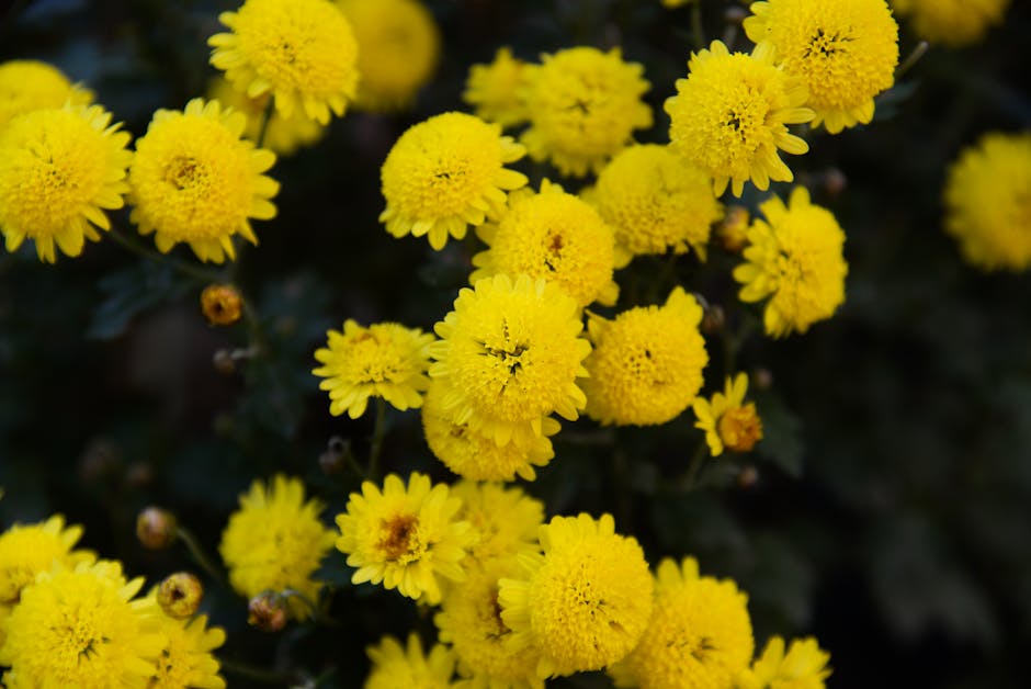 Vibrant Autumn Flowers in Charlona's Houston Garden