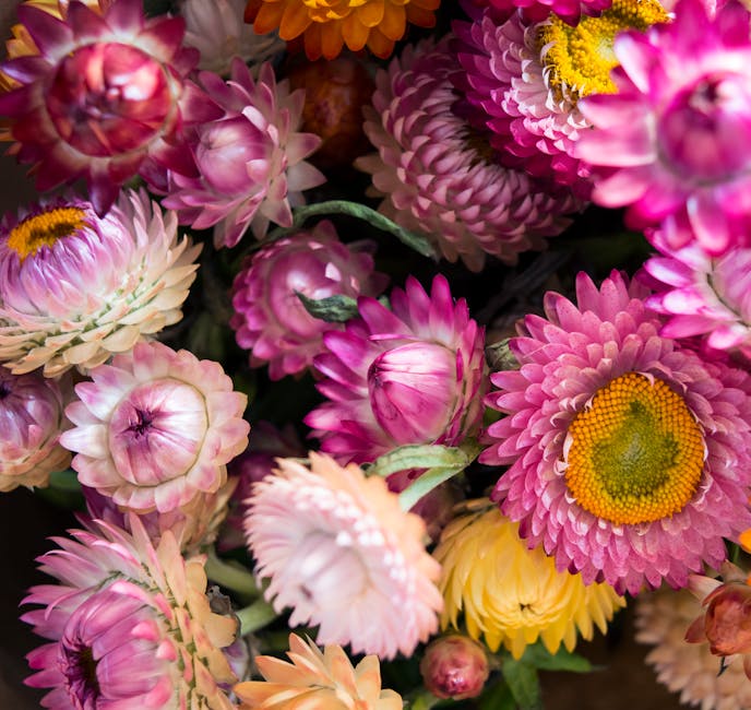 5 Tips for Successfully Growing Strawflowers: The Secrets to Cultivating Everlasting Flowers