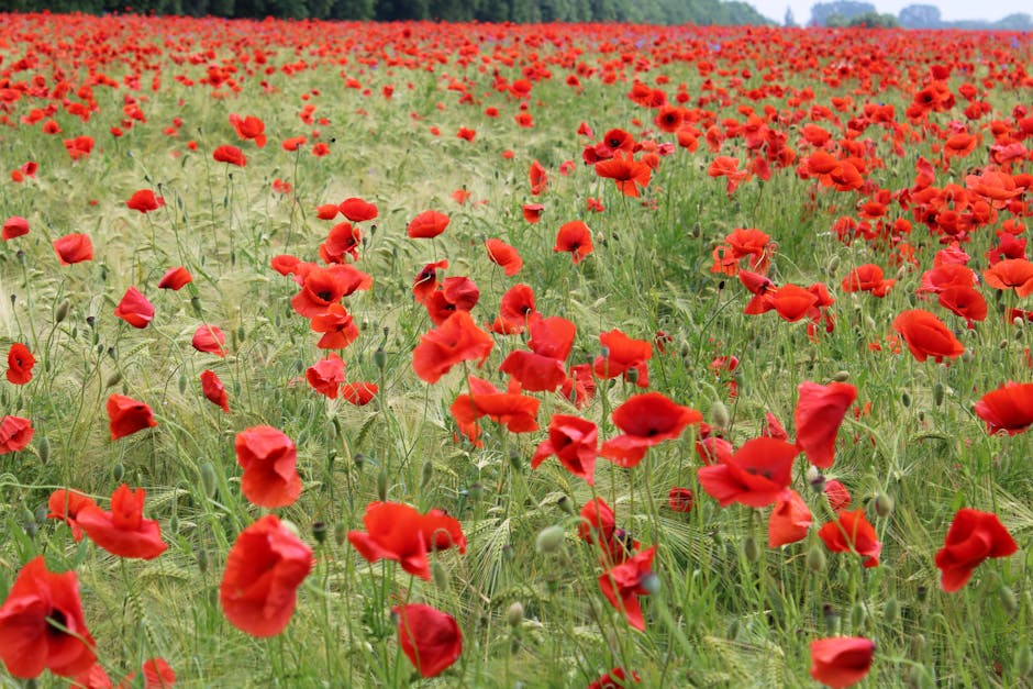 8 Essential Tips for Growing Poppies