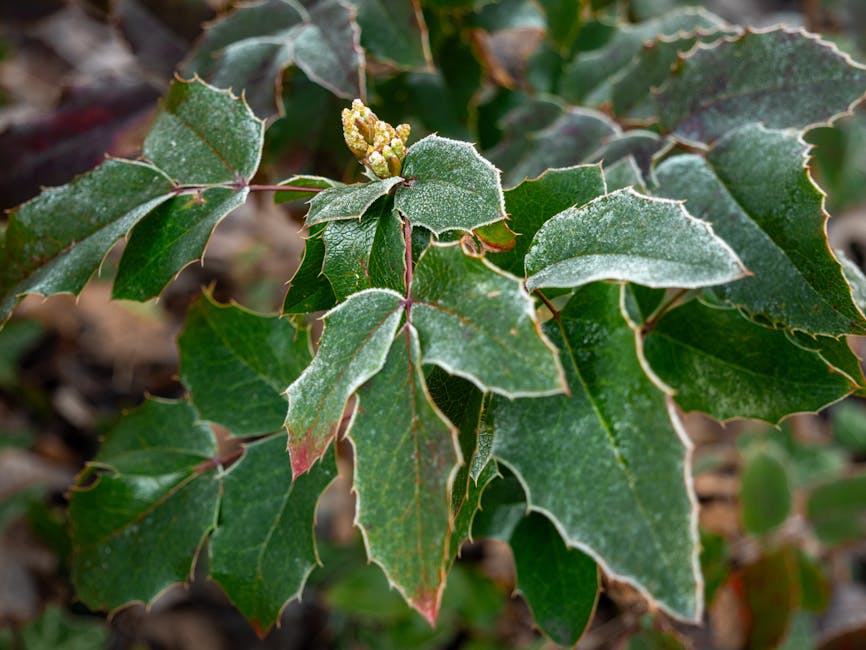 A Beginner's Guide to Mahonia 'Soft Caress' Gardening