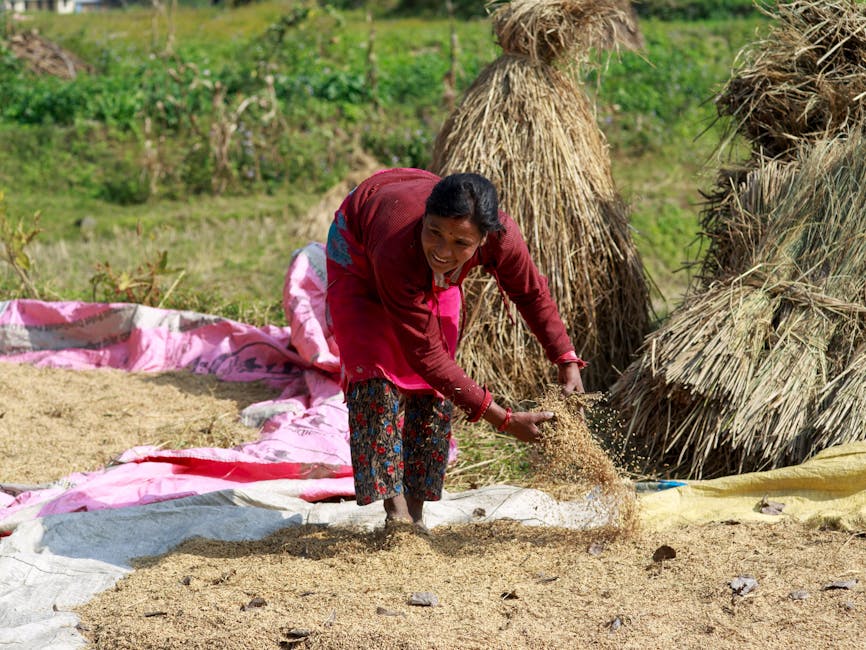 A Step-by-Step Guide to Cultivating Potatoes in Straw