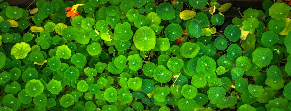 Best Locations for Planting Nasturtium in a Vegetable Garden