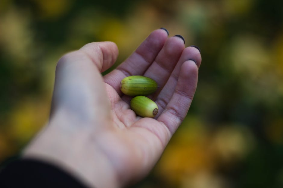 Collecting Hellebore Seeds for Plant Propagation: A Step-by-Step Guide