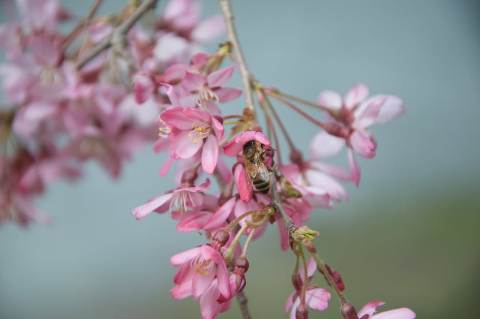 Creating a Refined Pollinator Garden Planting Scheme