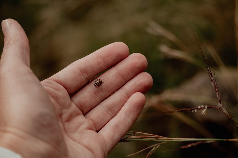 Expanding the Concept of Native Gardens: Exploring Beyond Wildflower Meadows