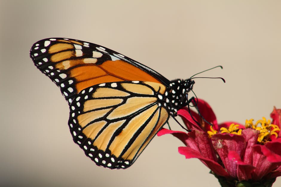 Exploring Barbara's Massachusetts Garden Throughout the Year