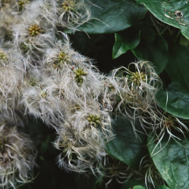 Growing the Finest Cut Flowers from Seeds