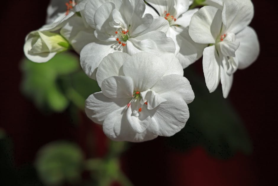 Guide to Growing and Caring for Cranesbill Geraniums