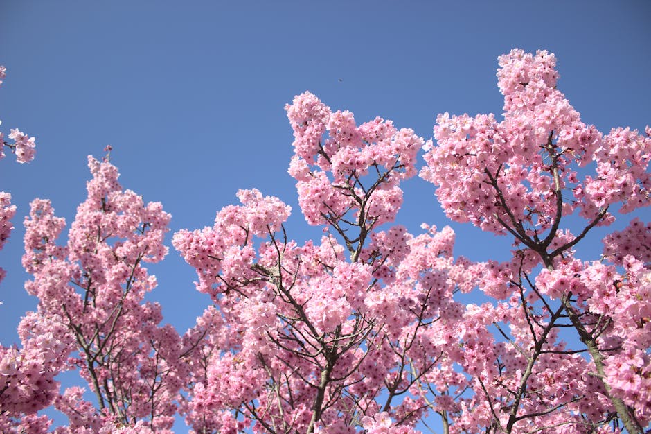 Japanese Stewartia: Enhancing Your Landscape with a Stunning Small Tree