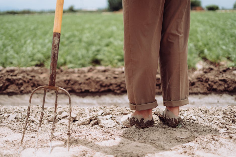 Planting 1800 Linear Feet of Potatoes