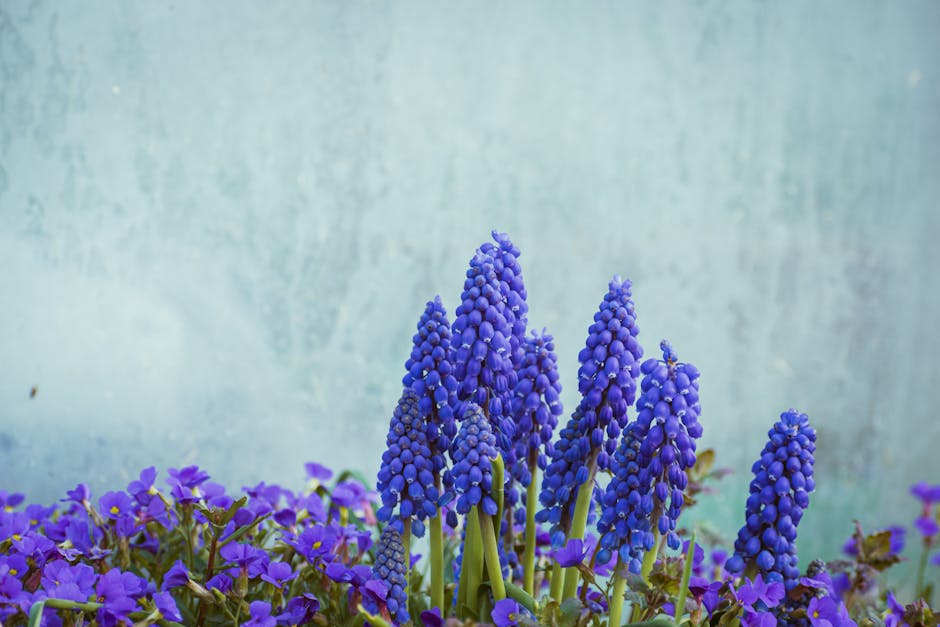 Top 9 Grape Hyacinth Varieties to Enhance Your Garden