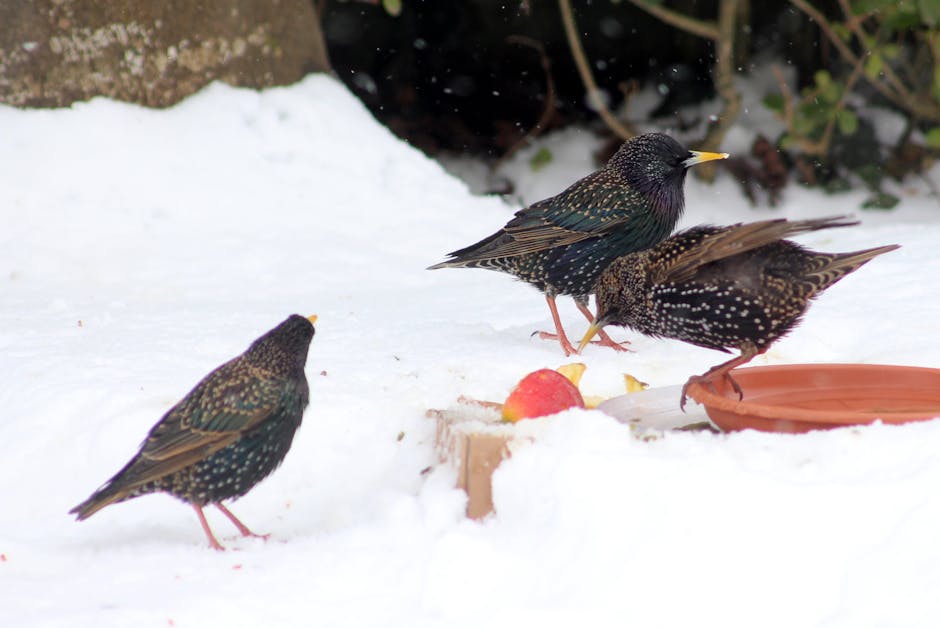 Winter Forage Plants for Seed-Eating Birds