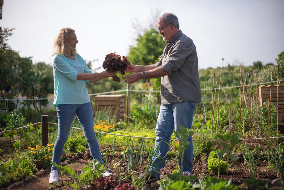 A Guide to Cultivating 'Pirat' Butterhead Lettuce