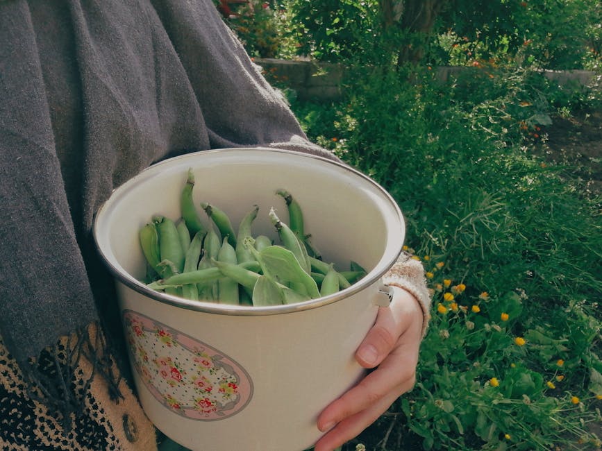 A Guide to Harvesting Garden Peas