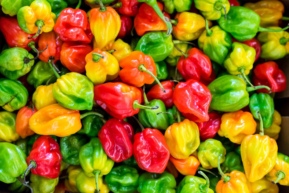 A Guide to Successfully Cultivating Habanero Peppers