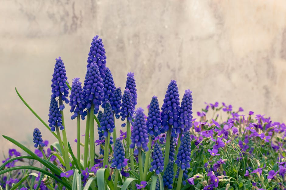 Guide to Cultivating and Maintaining Feather (Tassel) Grape Hyacinth