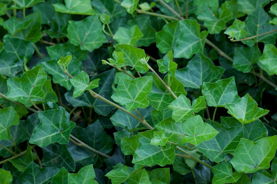10 Climbing Vegetables Perfect for Vertical Gardening