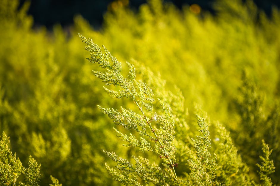 9 Varieties of Goldenrods for Your Landscape
