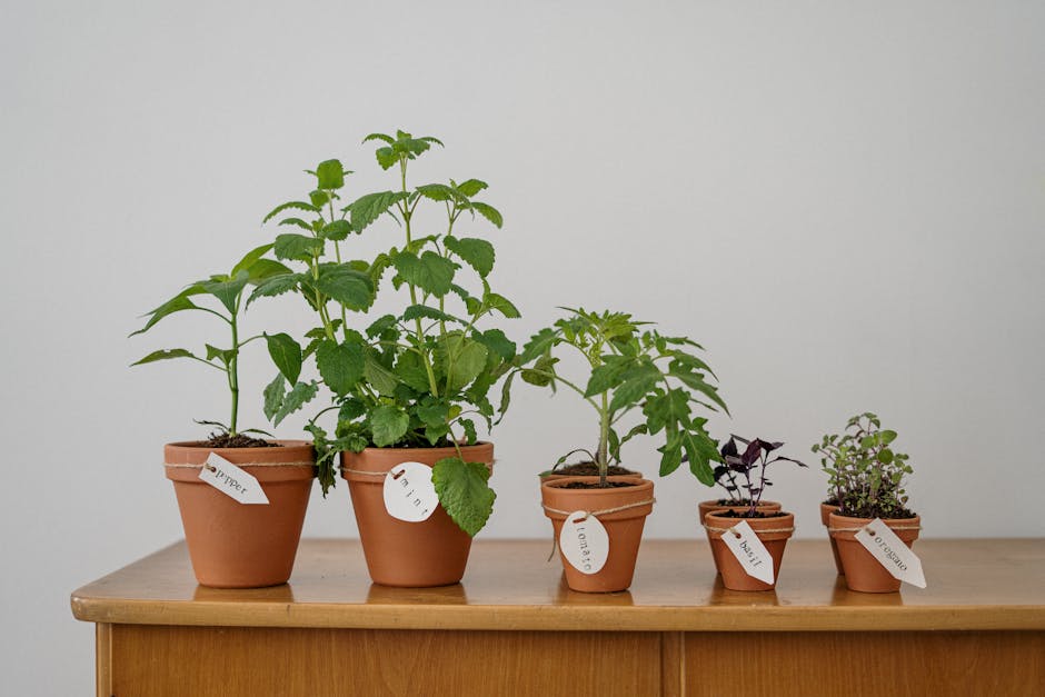 A Guide to Planting and Cultivating Genovese Basil