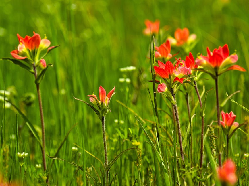 A Guide to Planting and Cultivating Indian Paintbrush Flowers (Castilleja)