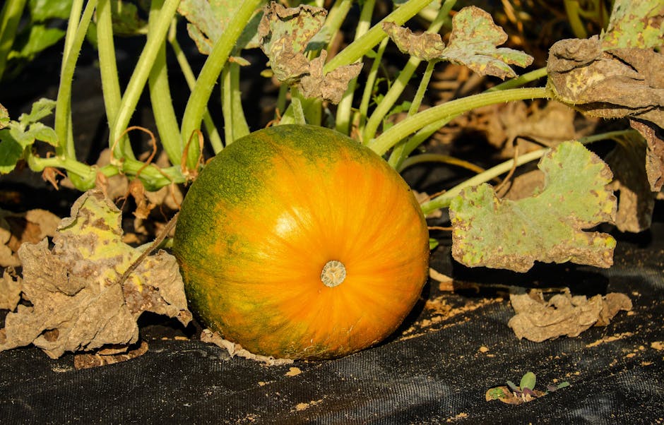 A Guide to Pruning Pumpkin Vines