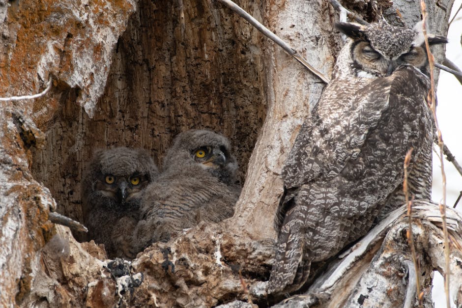 Athena, the Great Horned Owl, Returns to Nest at the Wildflower Center