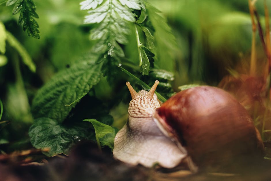 Effective Methods to Safeguard Your Garden Against Slugs and Snails